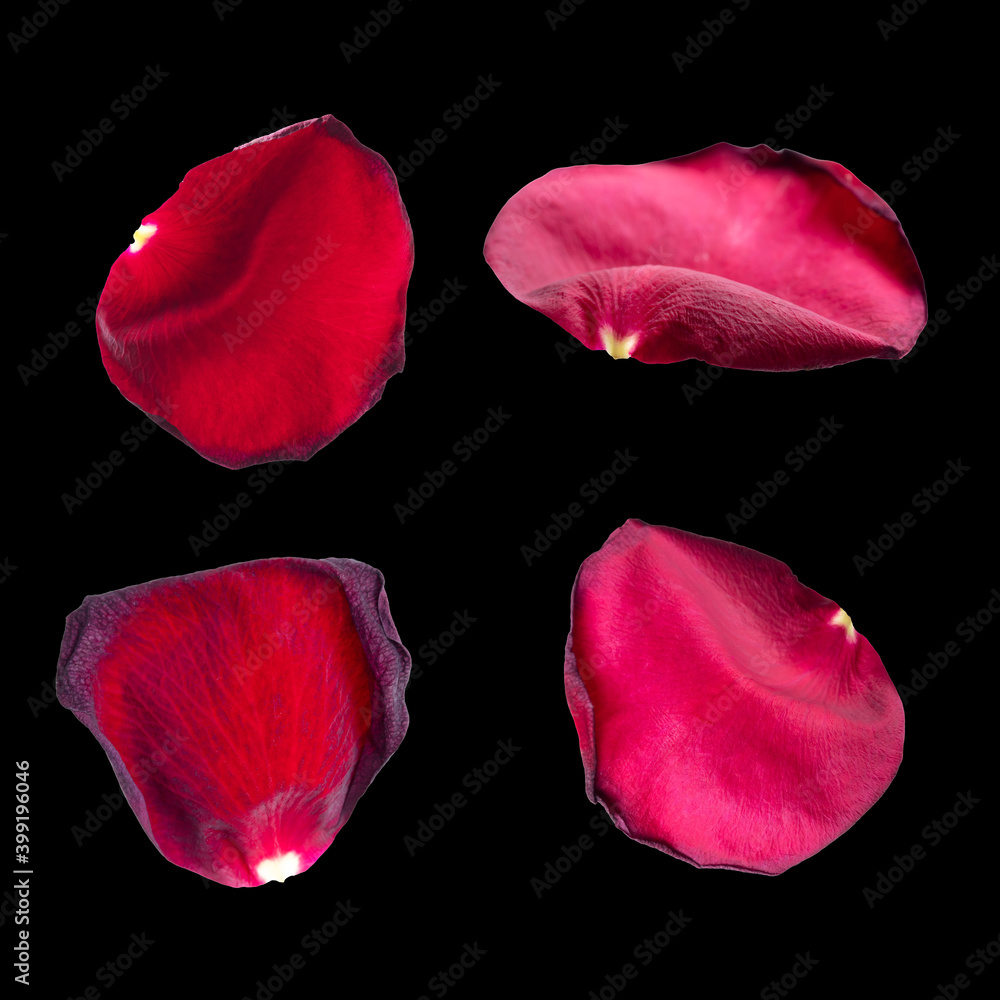 Red rose petals isolated on black