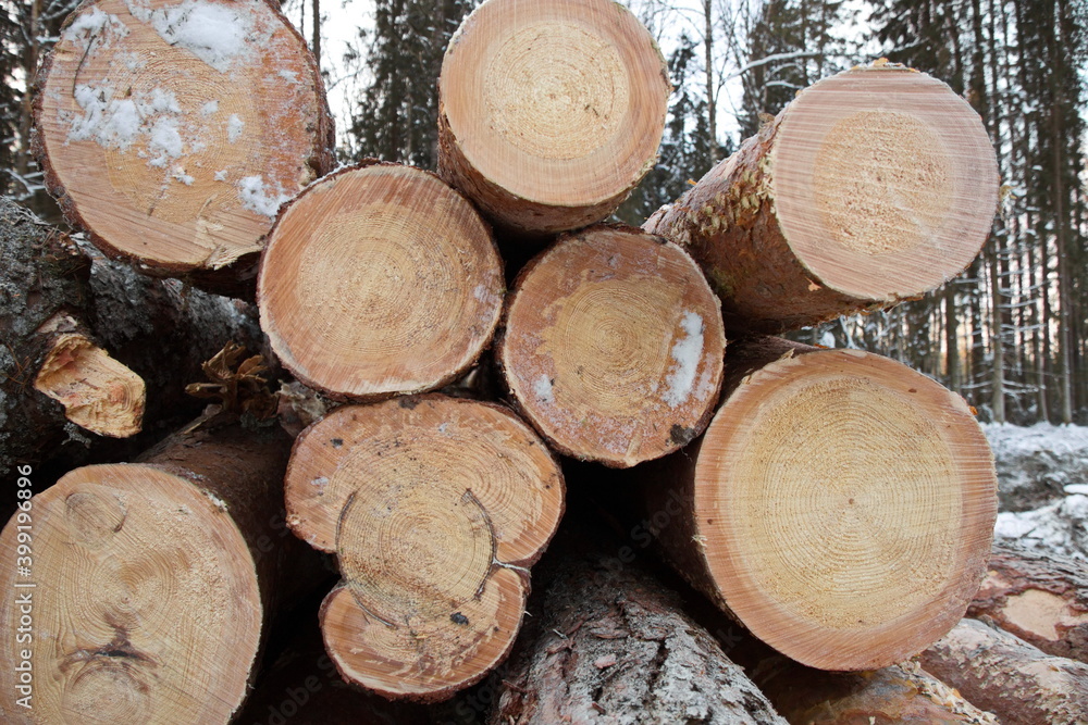 Wood harvesting in winter, wood piling on the plot woodworking industry sawmills Wood harvesting in winter, wood piling on the plot woodworking industry sawmills