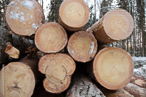 Wood harvesting in winter  wood piling on the plot woodworking industry sawmills