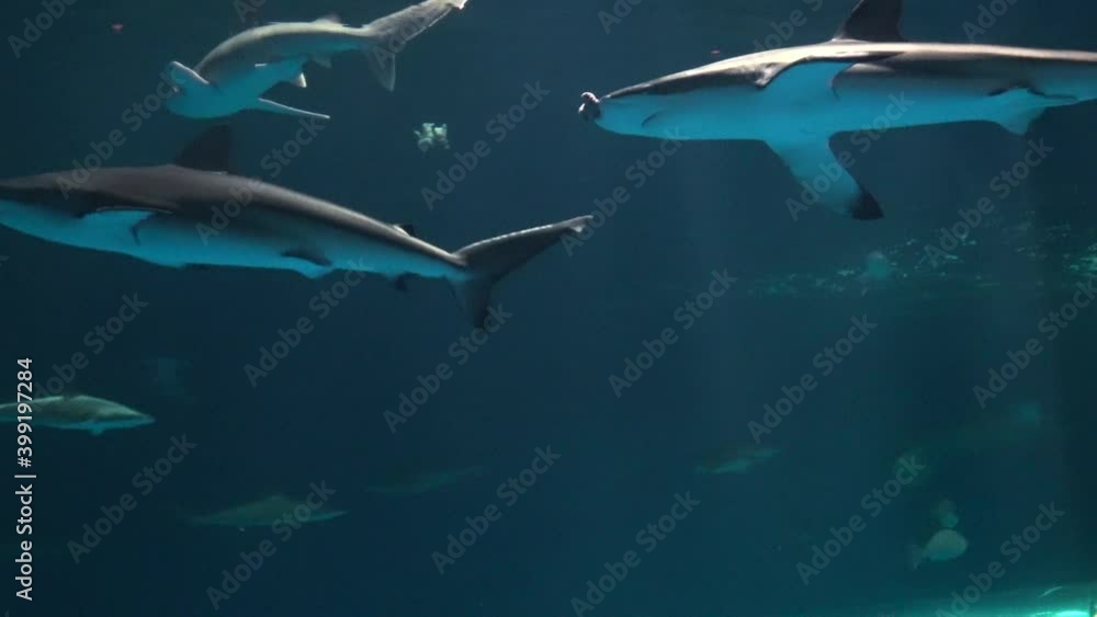 水中を泳ぐドタブカ サメ 4K 全身 Dusky Shark 水中を泳ぐドタブカ サメ 4K 全身 Dusky Shark