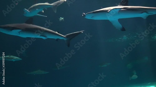 水中を泳ぐドタブカ サメ 4K 全身 Dusky Shark photo