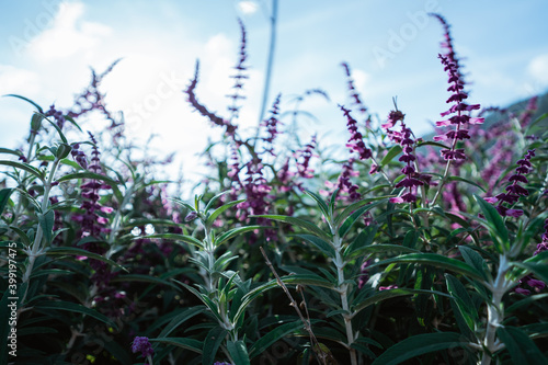 purple lavender flowers in the field