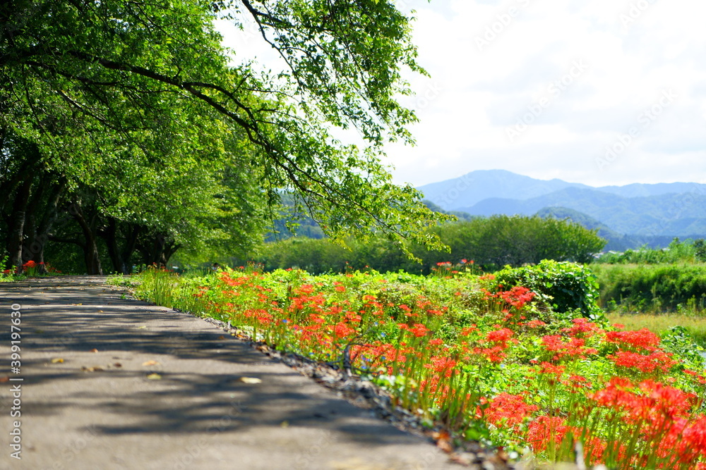 空と山が背景の木漏れ日の川の土手沿いの並木道と彼岸花群生 空と山が背景の木漏れ日の川の土手沿いの並木道と彼岸花群生