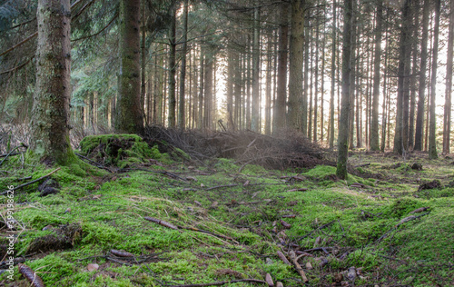 Wald im Hohen Venn © rebaixfotografie