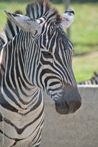 A closeup of the zebra s face.      BC Canada 