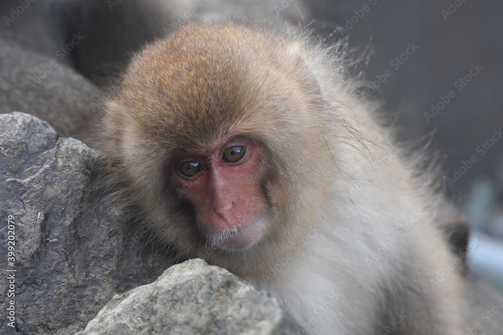 Japanese macaque at Jigokudani Monkey Park, Nagano, Japan Japanese macaque at Jigokudani Monkey Park, Nagano, Japan