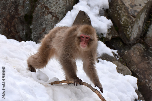 Japanese macaque at Jigokudani Monkey Park, Nagano, Japan