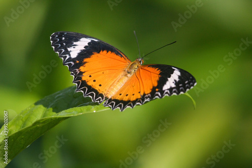 Schmetterling © Michael