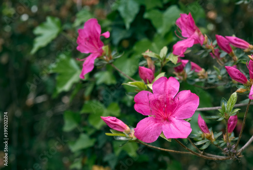 Azalea Mollis Hybrid (Rhododendron x mollis) in arboretum, Washington DC, USA