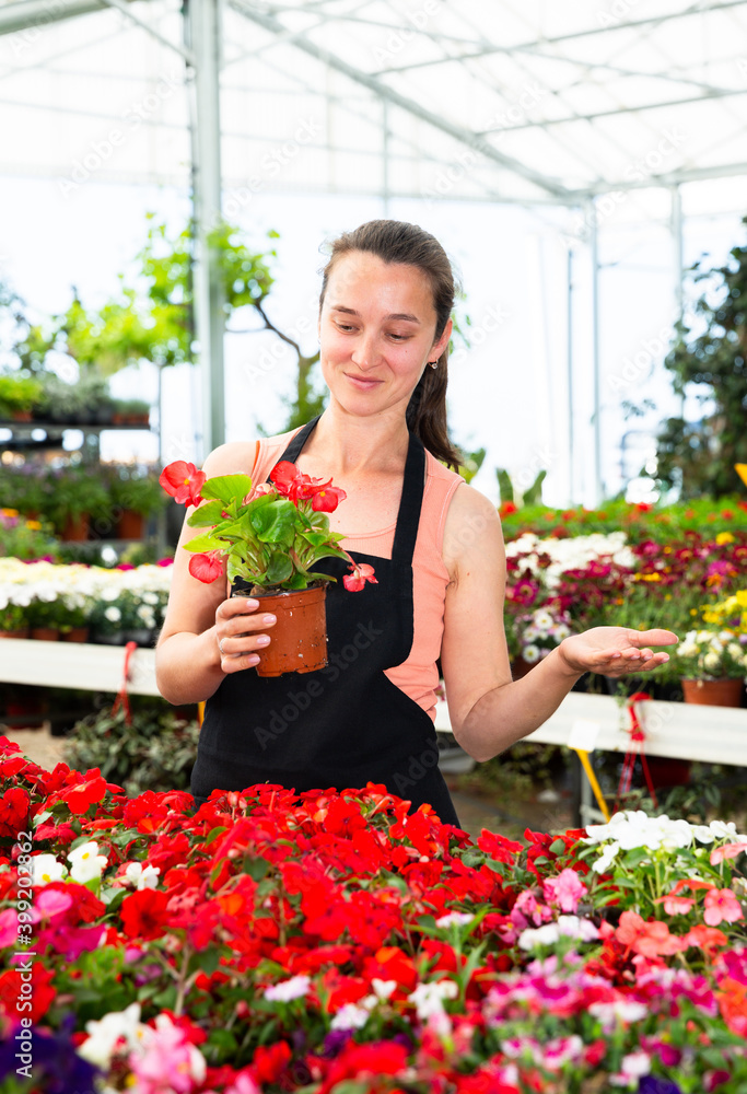 Positive female florist in apron working with begonia plants in hothouse indoors. High quality photo