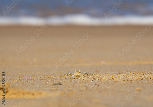 Horn-eyed ghost crab on sand of the beach sunrise background