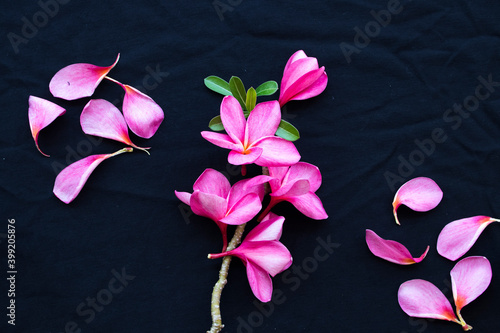 pink flowers frangipani local flora of asia arrangement flat lay postcard style on background black