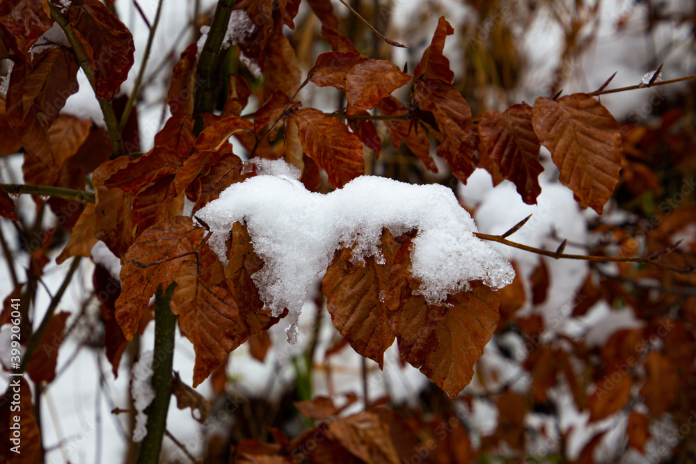 Brown leaves covered with snow, natural autumn winter background Brown leaves covered with snow, natural autumn winter background