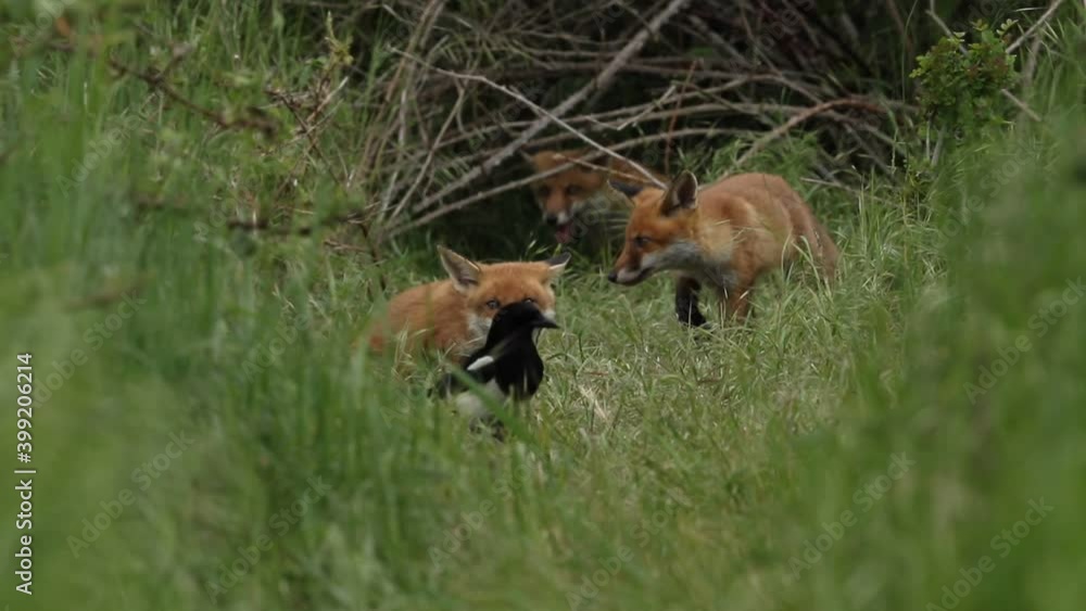 Cute wild Red Fox Cubs, Vulpes vulpes, feeding in the long grass at the entrance to their den. They are being watched by Magpies, who want to steal their food. Cute wild Red Fox Cubs, Vulpes vulpes, feeding in the long grass at the entrance to their den. They are being watched by Magpies, who want to steal their food.