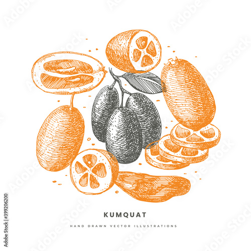 Hand-drawn kumquat. Dessert and exotic fruits, sliced and whole. Organic food concept. Can be used for your design. Vintage botanical illustration on a light isolated background.