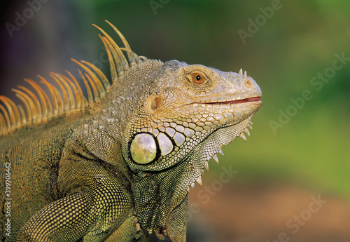 Green Iguan  iguana iguana  Reptiles. Closeup  Blur Background.