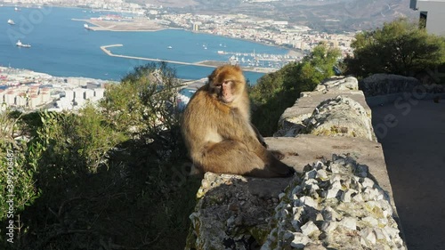 Barbary Macaque (Macaca sylvanus) sitting on the top of Gibraltar and looking towards Africa, his home of origin (and waiting for tourists)