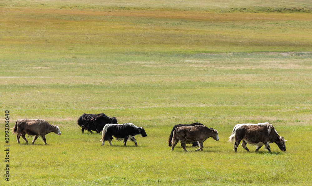 Small Herd Yak Mongolia