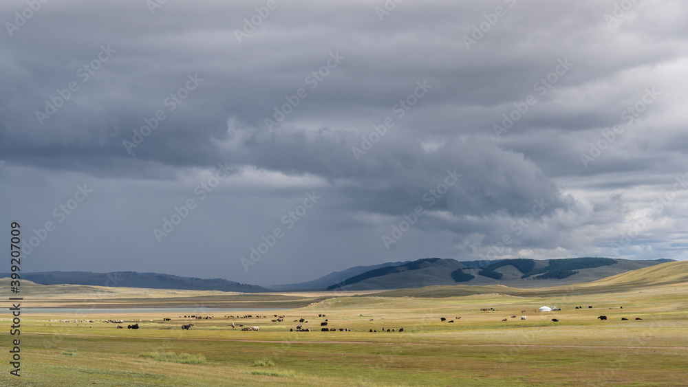 Yurt Steppe Herd Mongolia