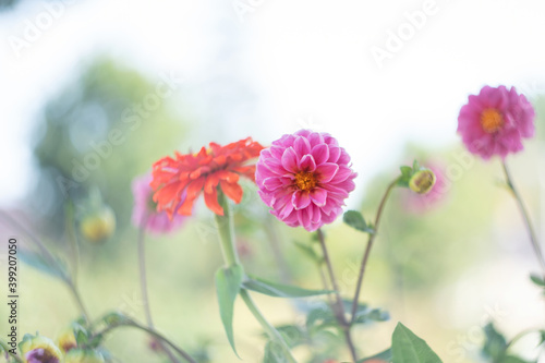 Romantick pink and orange flowers blooming in garden. Retro, vintage feeling, Selective focus © Dasya - Dasya