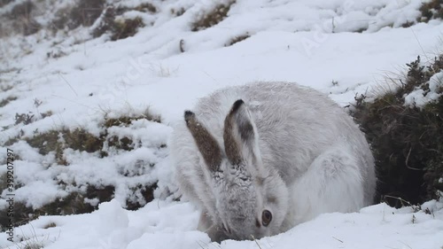 A magnificent Mountain Hare (Lepus timidus) in its winter white coat in a snow blizzard high in the Scottish mountains eating its cecotrope .