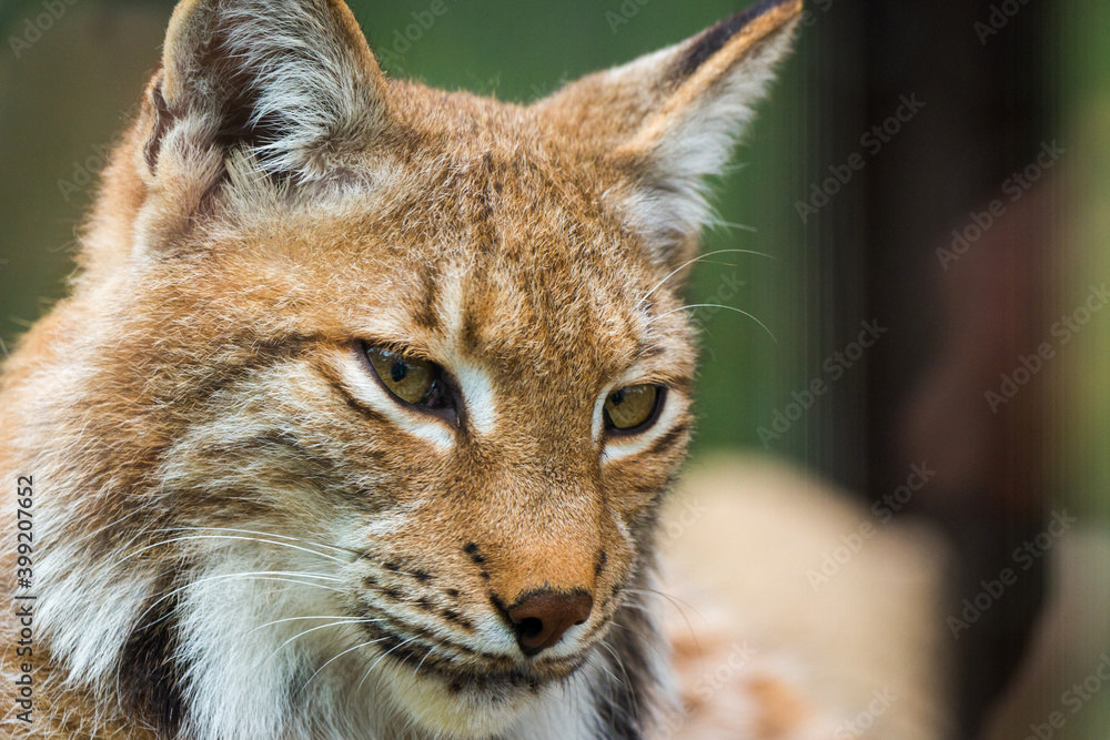 Fototapeta premium Portrait of Eurasian lynx. Portrait of wild mammal