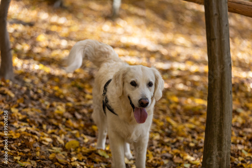 Golden retriever for a walk on a background of autumn leaves