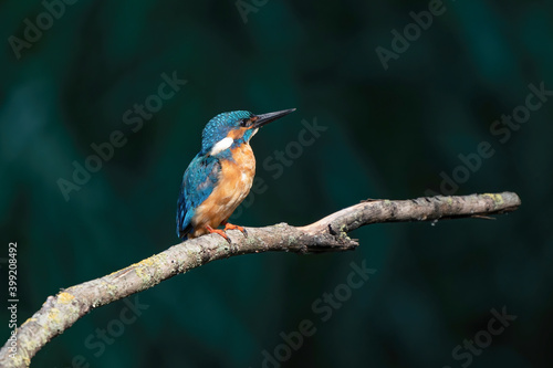 Beautiful blue Kingfisher bird, male Common Kingfisher, sitting on a branch, side profile. Dark background