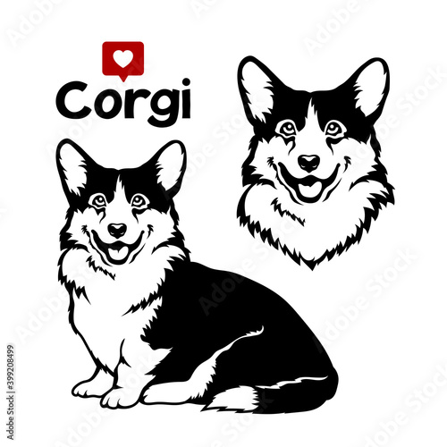 Welsh corgi cardigan dog. Vector illustration on white background