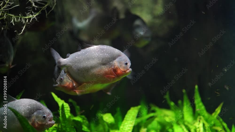 Close up of piranhas swim in river. Dangerous fish swimming in freshwater. Close up of piranhas swim in river. Dangerous fish swimming in freshwater.