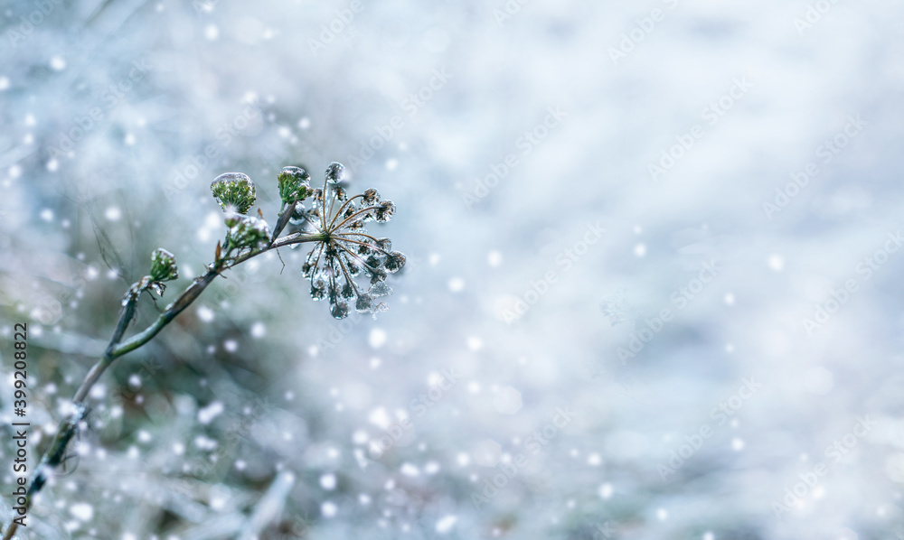 Beautiful winter background of grass and plants covered with ice after freezing rain with copy space Beautiful winter background of grass and plants covered with ice after freezing rain with copy space