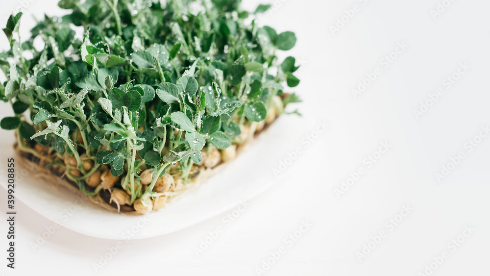 microgreen Foliage Background. Closeup of 8 days old sunflower sprouts. Seed Germination at home. Vegan and healthy eating concept. Sprouted basil germinated from high quality organic plant seed. microgreen Foliage Background. Closeup of 8 days old sunflower sprouts. Seed Germination at home. Vegan and healthy eating concept. Sprouted basil germinated from high quality organic plant seed.