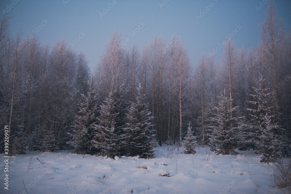 forest in winter, trees under snow
