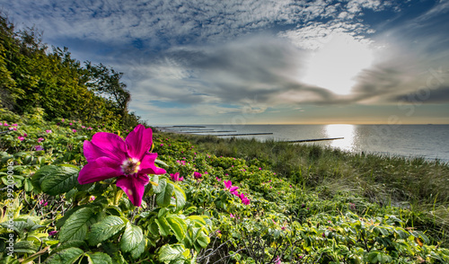 Fototapeta Naklejka Na Ścianę i Meble -  küste