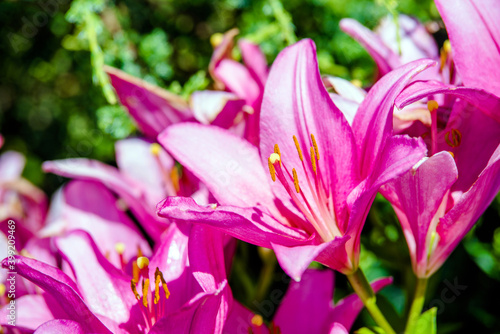 Pink lilys bloom in the botanical garden  © licvin