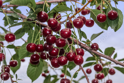 Sour Cherry (Prunus cerasus) in orchard