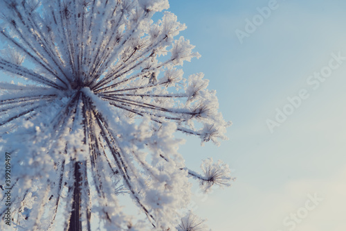 frosty dry flower close up, winter beauty nature background, climate change