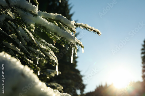 Amazing spruce trees with snow in sunny day