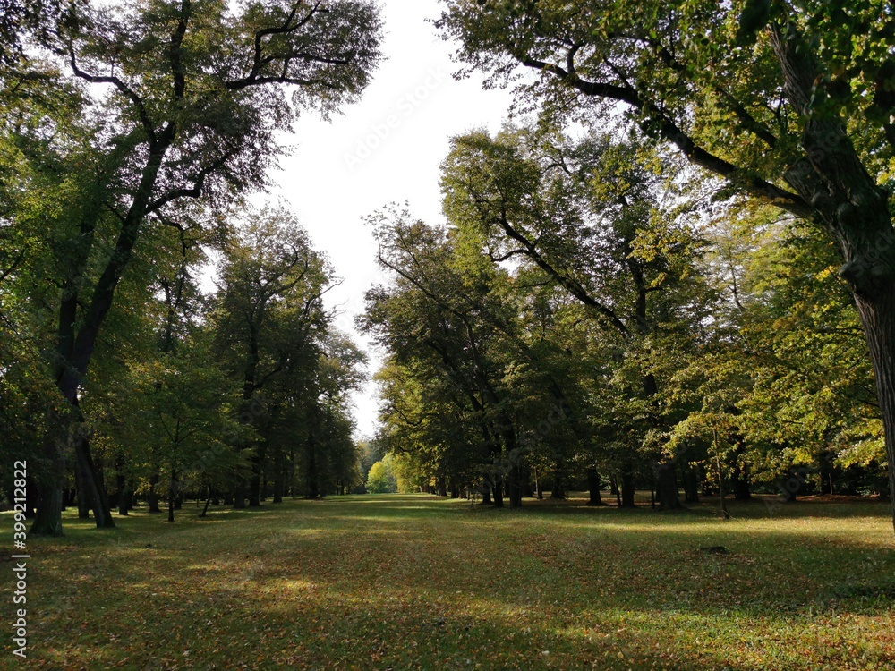 Naklejka premium Linden alley, early autumn. Park