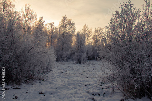 Frosty bushes on the background of the snowy desert. Frost on the branches against the backdrop of a sunset and a snow-covered field. Snowy road in Siberia. Northern landscape