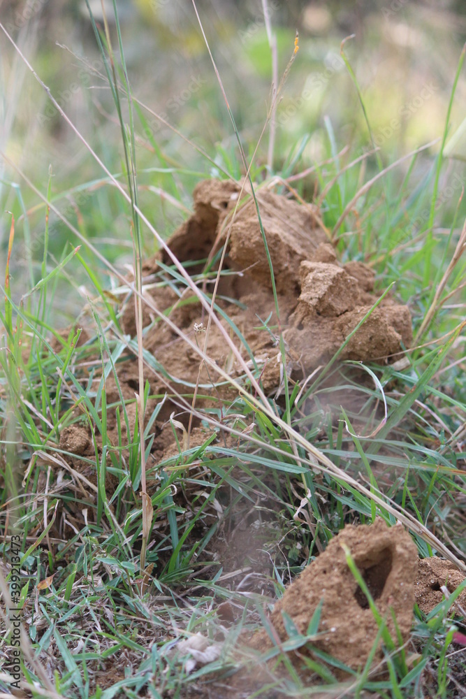 picture of a snake house made up of red colored mud or soil.indian snake mud house of or anthill.indian snake mud house of picture of a snake house made up of red colored mud or soil.indian snake mud house of or anthill.indian snake mud house of