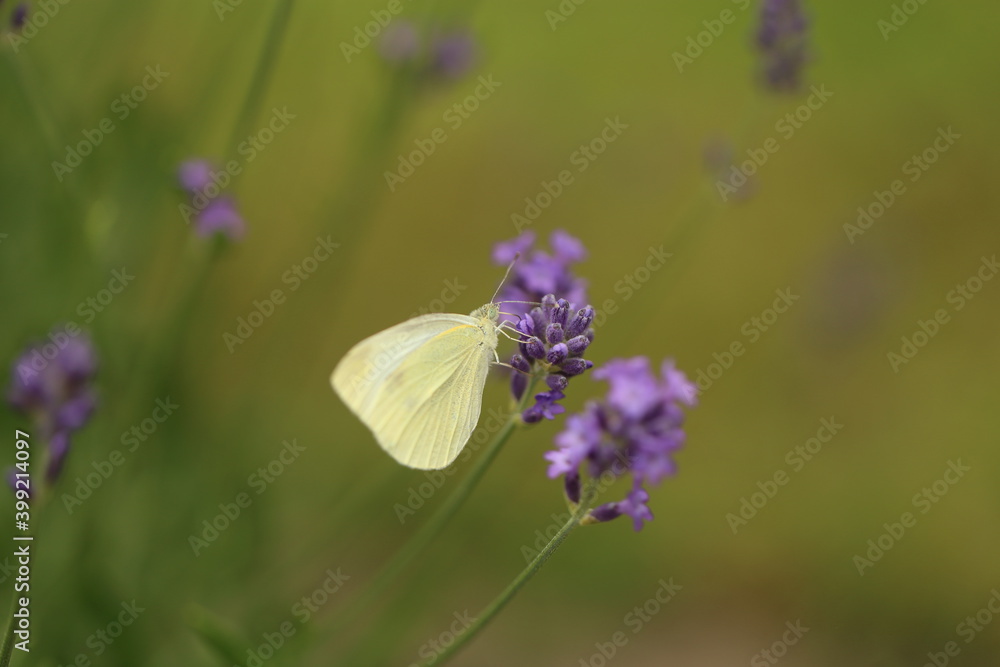 Buterfly cabbage butterfly on flower, macro. Pieris brassicae pollinating lavender in the garden. Buterfly cabbage butterfly on flower, macro. Pieris brassicae pollinating lavender in the garden.