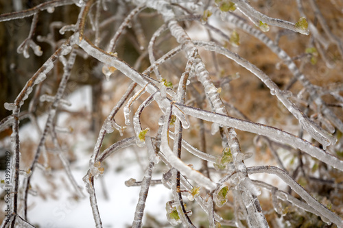 Trees are covered with a crust of ice after icy rain. Natural disaster.