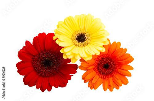 beautiful gerbera flowers isolated