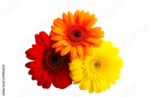 beautiful gerbera flowers isolated