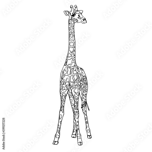 Drawing cute animals for kids. Giraffe. Black silhouette on a white background close-up. Vector illustration.