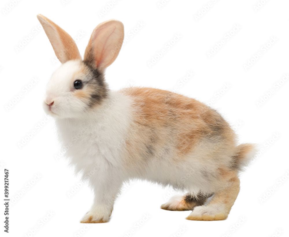 Adorable baby three colour rabbit standing and looking at the top. Studio shot, isolated on white background. Adorable baby three colour rabbit standing and looking at the top. Studio shot, isolated on white background.