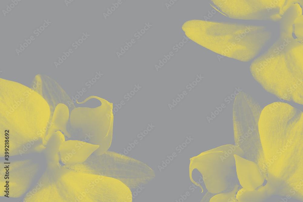 Obraz premium Demonstration of the fashionable color of 2021. Orchid flowers as a background in new colors, Illuminating Yellow and Ultimate Gray. Background with a copy of the space design