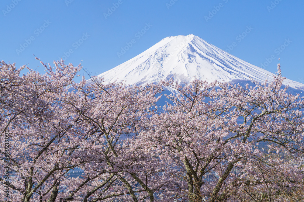 Obraz premium 山梨県からの富士山と桜