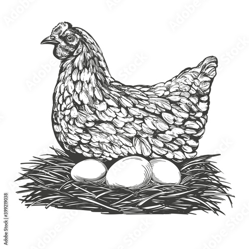 chicken with eggs hand drawn vector illustration realistic sketch